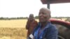 Murimi wegorosi wekuUmguza, mudunhu reMatabeleland North.