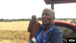 Murimi wegorosi wekuUmguza, mudunhu reMatabeleland North.