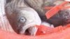 'Catch Shares' Aim for Sustainable Fishing