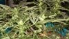 听众信箱：大麻问题联邦和州法孰大？
