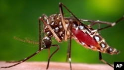 Na fotografiji iz 2006. godine iz Centara za kontrolu i prevenciju bolesti je prikazana ženka komarca Aedes aegypti u procesu dobijanja krvavog obroka od ljudskog domaćina.(Foto:AP/James Gathany)