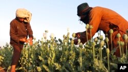 Afghan farmers harvest poppies in Nad Ali district, Helmand province, Afghanistan, April 1, 2022.