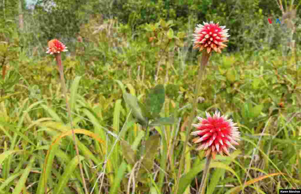 Estas plantas herbáceas, de la familia de las rapatáceas, tiene dos tipos de inflorescencias: de invierno (Guacamaya superba), que alcanza una longitud de 80 a 100 cm y tiene una cabezuela dura, más piramidal, de color rojo con blanco. Florece principalmente durante la temporada de lluvias.