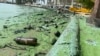 Desechos plásticos recubiertos de petroleo yacen en una orilla también poblada del llamado verdín, en el Lago de Maracaibo, Venezuela, en esta foto tomada el pasado 4 de julio de 2023.