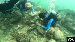 Para ilmuwan memeriksa kondisi terumbu karang di lepas pantai Florida yang mengalami pemutihan, dampak dari gelombang panas akibat perubahan iklim.