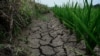 中國多數地區預測七月將遭遇超長熱害極端天氣威脅糧食生產