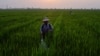 စစ်ရေးပဋိပက္ခတွေကြောင့် မြန်မာမှာ စားနပ်ရိက္ခာမလုံလောက်မှု ပိုဆိုးလာ 