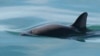 Mexican Startup Illegally Selling Drink from Endangered Fish, Watchdogs Say 