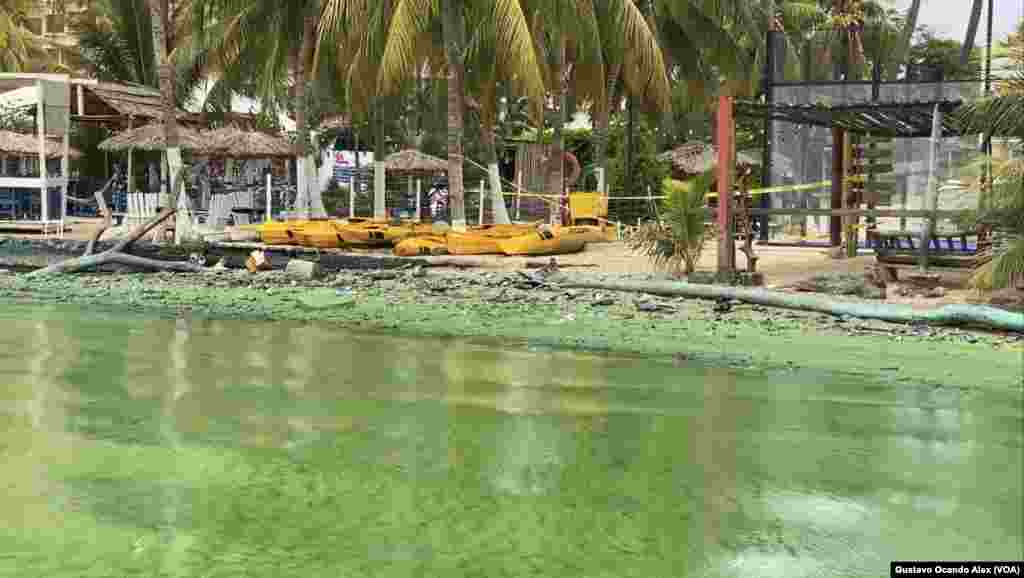 La presencia del "verdín" se deja ver como si se tratara de una mancha aceitosa sobre la superficie de las aguas del Lago de Maracaibo, en sus costas del norte.