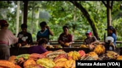 Mata masu aikin gyara Cocoa a Ghana