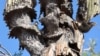 Saguaro Cacti Collapsing in Arizona Extreme Heat, Scientist Says