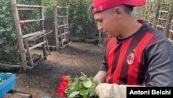 Sebastián Rubial, de 22 años y original de Bojacá (Colombia), recoge algunas de las rosas que luego se enviarán a Estados Unidos.