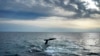 Contrary to Politicians' Claims, Offshore Wind Farms Don't Kill Whales 