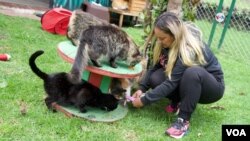 Más de 380 perros, 20 gatos y un burro conforman la familia de Animalove, una fundación que busca expandirse por Norteamérica. [Foto: Federico Buelvas, VOA]