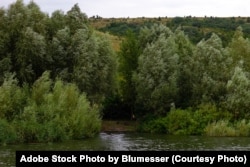 FILE - Trees growing on the shore of Bakota Bay on the Dniester River, Ukraine. Cloudy summer day. (Adobe Stock Photo by Blumesser)