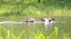 Dos hipopótamos ubicados en uno de los lagos en la hacienda Nápoles, ubicada en la localidad de Puerto Triunfo, en el departamento de Antioquia, Colombia. Foto: Johan Reyes, VOA. 