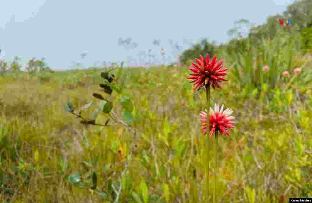 La Flor de Inírida crece en un terreno muy particular, en sabanas de arenas blancas que permanecen inundadas durante la mitad del año, y en sequía la otra mitad. 