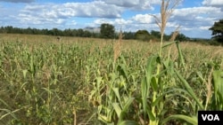 Un champ de maïs, la culture de base du Zimbabwe, dont le pays a besoin pour faire face à la sécheresse provoquée par El Niño, le 3 avril 2024 (Columbus Mavhunga/VOA)