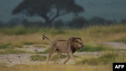 En sept mois, la réserve d'Al-Baguir a perdu sept lions, la plupart à cause de maladies.