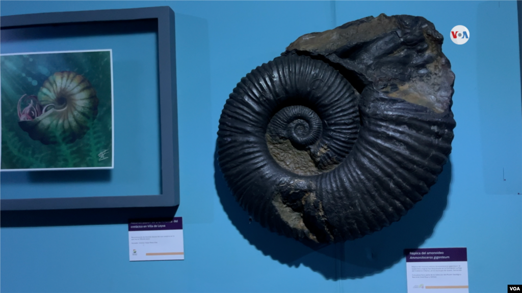 Una amonita, una criatura que habitó los mares desde el Devónico Medio hasta finales del Cretácico. 