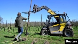 Workers uproot apple trees in an orchard as they move away from apple growing at Loddington Farm near Maidstone in southern Britain, April 3, 2023. (REUTERS/Toby Melville)