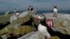 Puffins - Morski papagaj