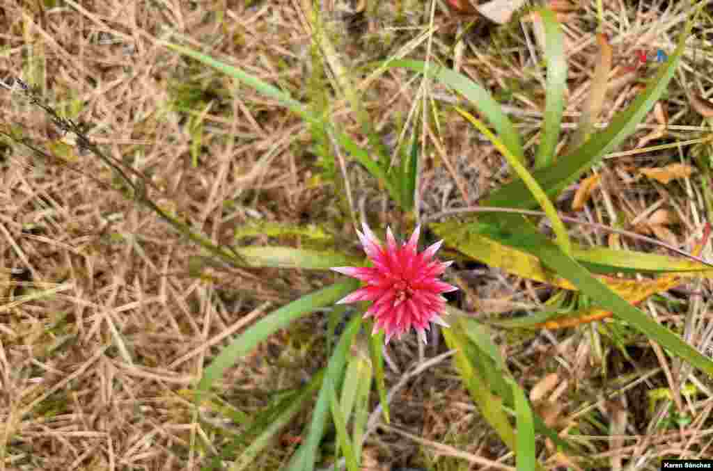 Los hogares de estas flores se llaman macollas, que guardan agua y son muy benéficas para el ecosistema.