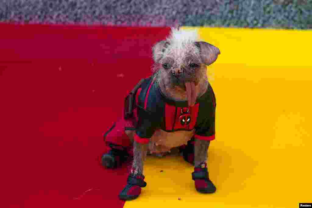 Peggy the dog appears at a 'Deadpool & Wolverine' UK sneak peek event in London, Britain.