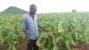 Mumwe murimi achitarisa fodya yake yakatyorwa nemvura yakanaya yakawanda kuMashonaland West