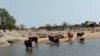 Gwanda livestock hunger