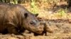 Anak Badak Lahir di Way Kambas, Anak Gajah Lahir di Aceh Jaya