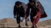 Para petani di distrik Sholgara, provinsi Balkh, Afghanistan, berusaha menangkap belalang yang ramai menyerbu area Kandali di ditrik tersebut, pada 4 Juni 2023. (Foto: AFP/Wakil Kohsar)