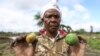 Kenya's dramatic flooding sweeps away a central part of the economy: its farms