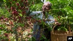 ገበሬው ቡና እየለቀመ