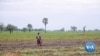 Indian Rice Export Ban Prompting Shutdown of Nigerian Mills