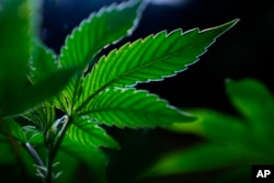 Daun ganja dipajang di Home Grown Apothecary di Portland, Oregon, 19 April 2024. (AP/Jenny Kane)