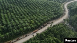 ILUSTRASI - Deretan truk terlihat di dekat perkebunan kelapa sawit di sebuah desa yang terletak dekat Ibu Kota Nasional Nusantara, di Sepaku, Kalimantan Timur, , 8 Maret 2023. (REUTERS/Willy Kurniawan)