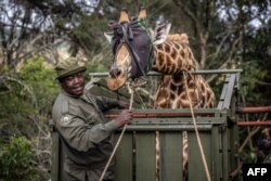 FILE - A member of the Kenya Wildlife Service pulls a rope as others try to control the movement of a giraffe that has been blindfolded and placed in a trailer during a translocation exercise for wild giraffes in a farm near Eldoret, on June 24, 2024.