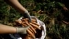 Un agricultor recolecta zanahorias durante la temporada de cosecha en una plantación en Cartago, Costa Rica, el 27 de abril de 2018. [Archivo]