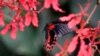 Italian museum recreates Tanzanian butterfly forest