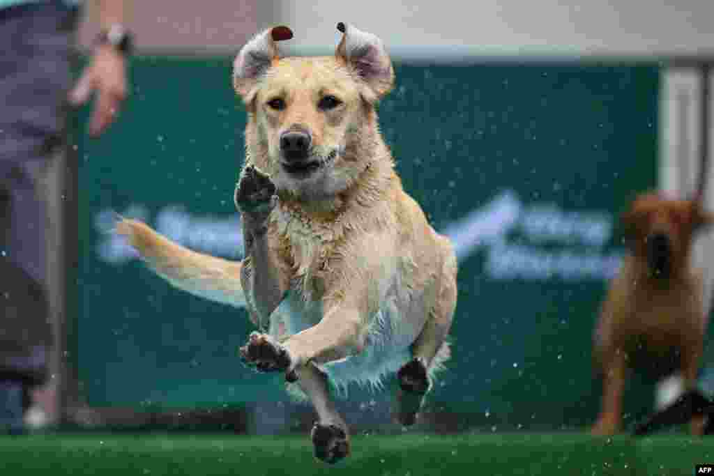 A dog jumps into a pool at the Dogs and Fun fair at the Westfalenhallen congress center in Dortmund, western Germany.