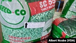 Maize Seeds