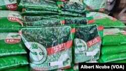 Maize seeds crisis