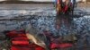Cape Cod Opens Hospital for Stranded Dolphins