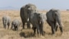 Researchers Studying Cancer in Wildlife Grapple With Why Some Get the Disease While Others Don’t