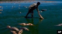 ARCHIVO - Un hombre busca peces que todavía están vivos mientras los peces muertos se aglomeran en la orilla del río Salado durante una sequía en la provincia de Buenos Aires, Argentina, el domingo 22 de enero de 2023.