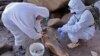 Bird Flu Set to Spread in Antarctic, Causing Huge Damage, Report Says