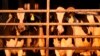 Michigan farmworker diagnosed with bird flu in 2nd US case tied to dairy cows