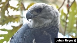 El área de caza de esta poderosa águila puede llegar a abarcar más de 50 kilómetros cuadrados. [Foto: Johan Reyes, VOA] 