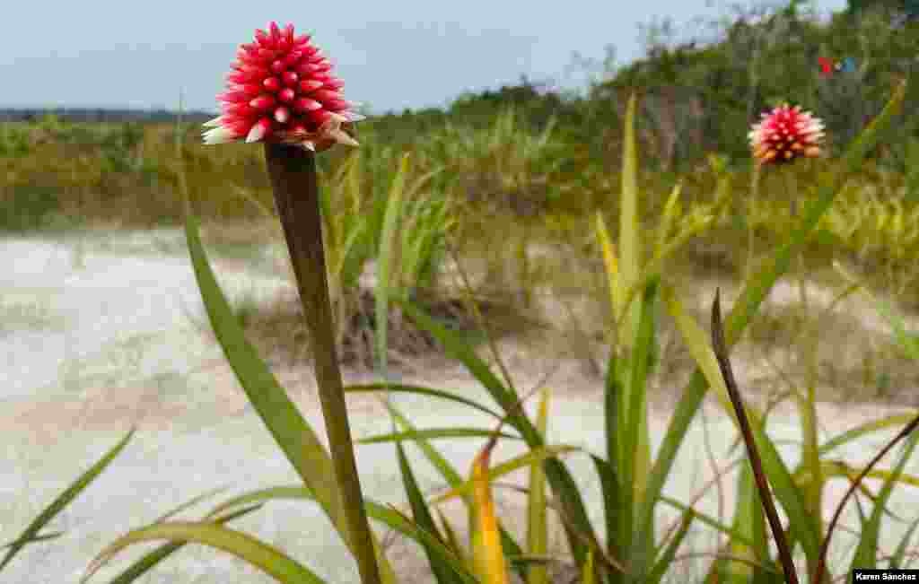 La Flor de Inírida se da únicamente en sabanas inundables de arenas blancas, ubicadas al oriente de Colombia, en el departamento amazónico del Guainía, en Colombia, y al suroccidente del departamento del estado de Amazonas en Venezuela.